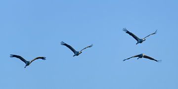 Crane birds or Common Cranes flying in mid air