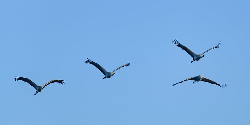 Crane birds or Common Cranes flying in mid air by Sjoerd van der Wal Photography