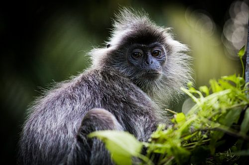 Silver Leaf Monkey