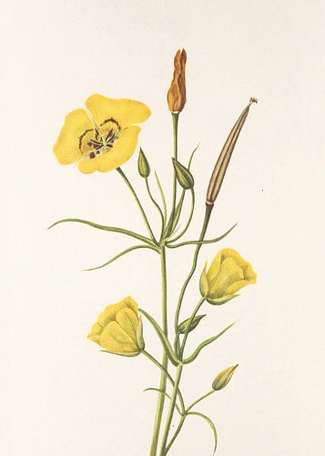 Goldenbowl Mariposa Van Noord-Amerikaanse Wildebloemen (1925) Door Mary Vaux Walcott