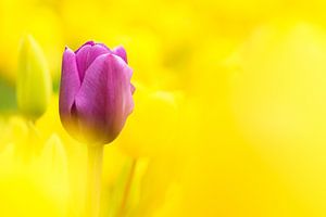 Paarse Tulp in geel bollenveld in Noord Holland