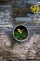 Touch of colour in the rustic world.