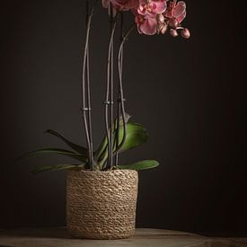 Orchidee van Paul Kaandorp