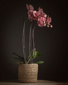Orchidée sur Paul Kaandorp