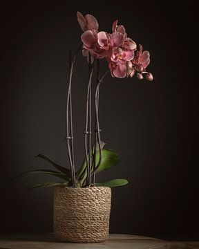 Orchidee van Paul Kaandorp