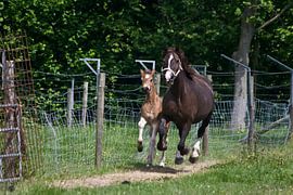 Galopperend in de wei by foto-fantasie foto-fantasie