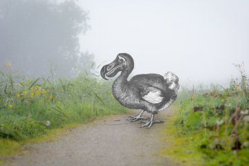 Dodo auf dem Winterdijk von Peter Hermus