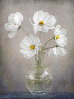 Simply Cosmos