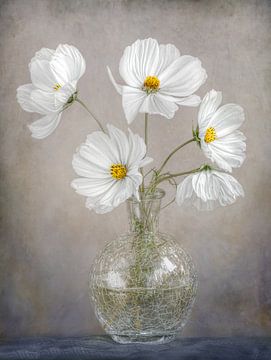 Simply Cosmos, Mandy Disher by 1x