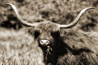 Schottischer Highlander