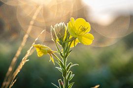Summer flowers by BeeldWoord