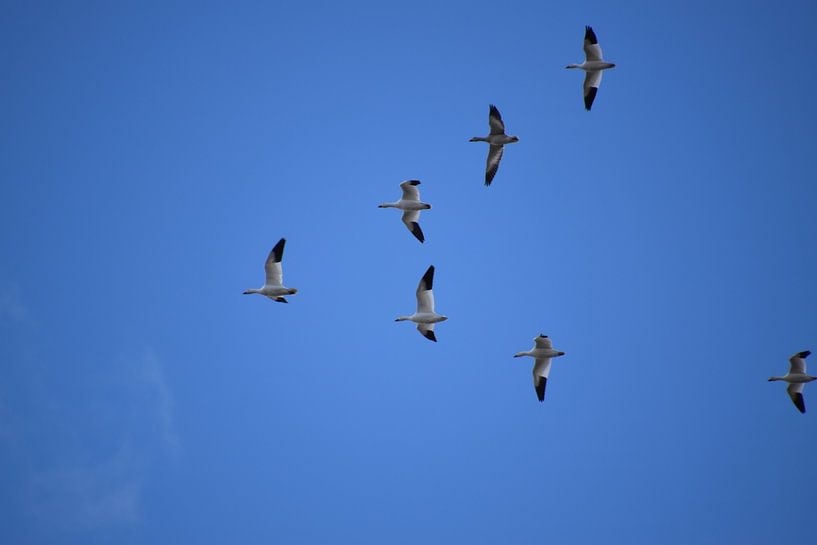 Snow geese in autumn by Claude Laprise