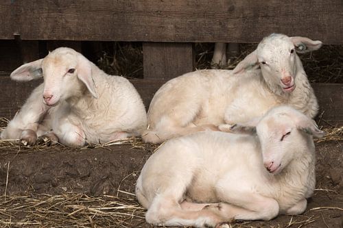 Lammetjes op de Veluwe