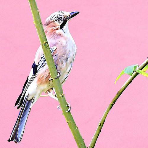 Jay (pink background)
