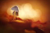 Herfst Goud van Bob Daalder thumbnail