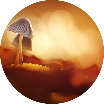 Herfst Goud van Bob Daalder