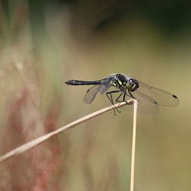 Black damselfly by Matthias Brix