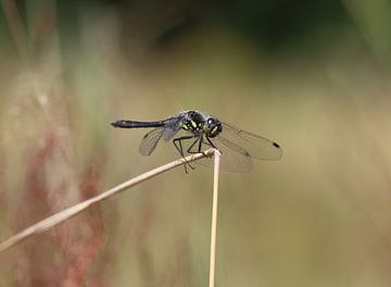 Black damselfly