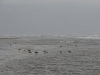 Meeuwen,  een gure dag