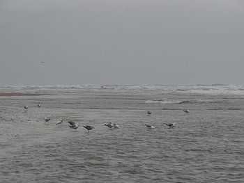 Meeuwen,  een gure dag 