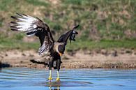 Een kuifcaracara landt in het water van Chantalla Photography thumbnail