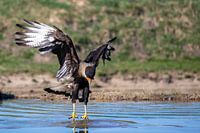 Een kuifcaracara landt in het water
