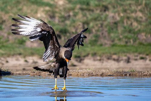 Een kuifcaracara landt in het water