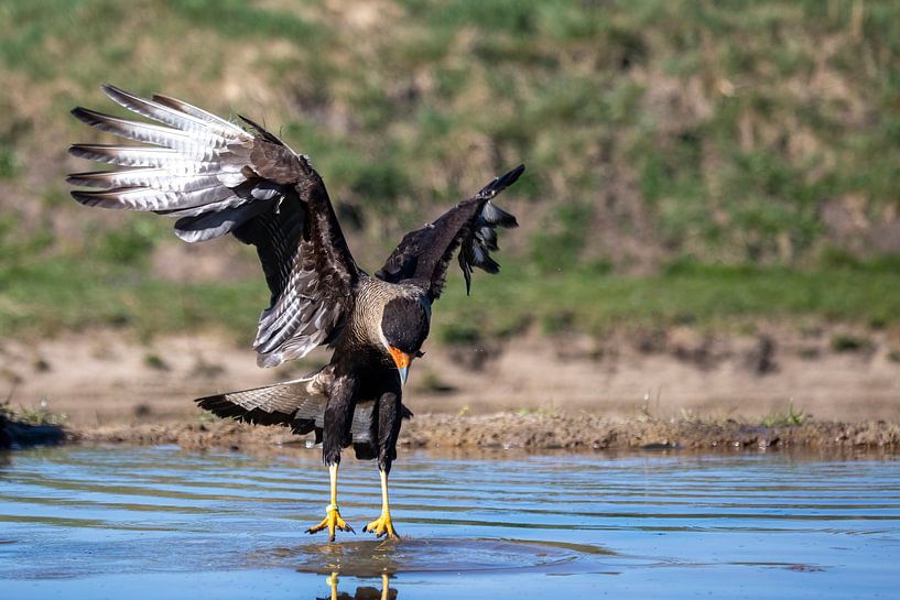 Een kuifcaracara landt in het water van Chantalla Photography