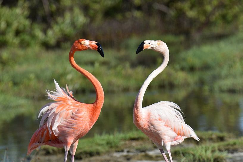 Standoff between two flamingos by Pieter JF Smit