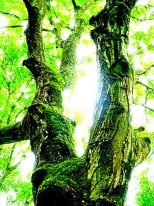 Tree Magic 195