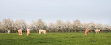 blonde d'aquitaine cows in spring landscape with blossoming trees near utrecht in the netherlands van anton havelaar