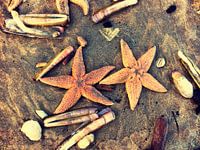 Zeesterren op het strand
