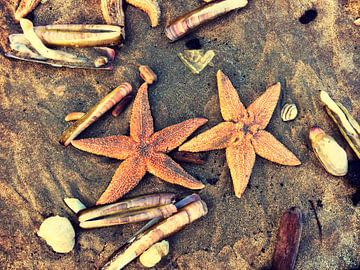 Zeesterren op het strand van Toekie -Art