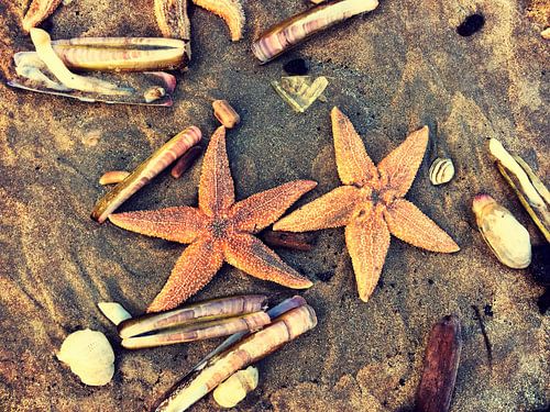 Zeesterren op het strand