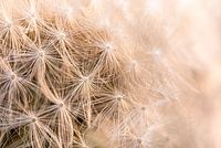 Paardenbloem pluisjes in warm licht