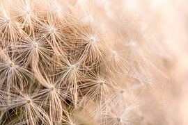 Löwenzahnflaum im warmen Licht von Marjolijn van den Berg