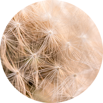 Paardenbloem pluisjes in warm licht van Marjolijn van den Berg