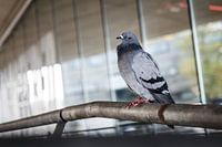 the posing dove