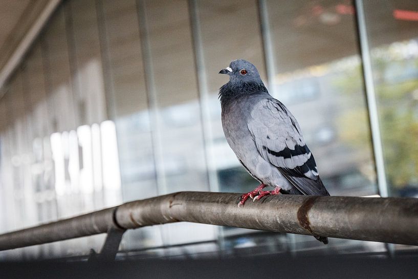 the posing dove by SchraMedia