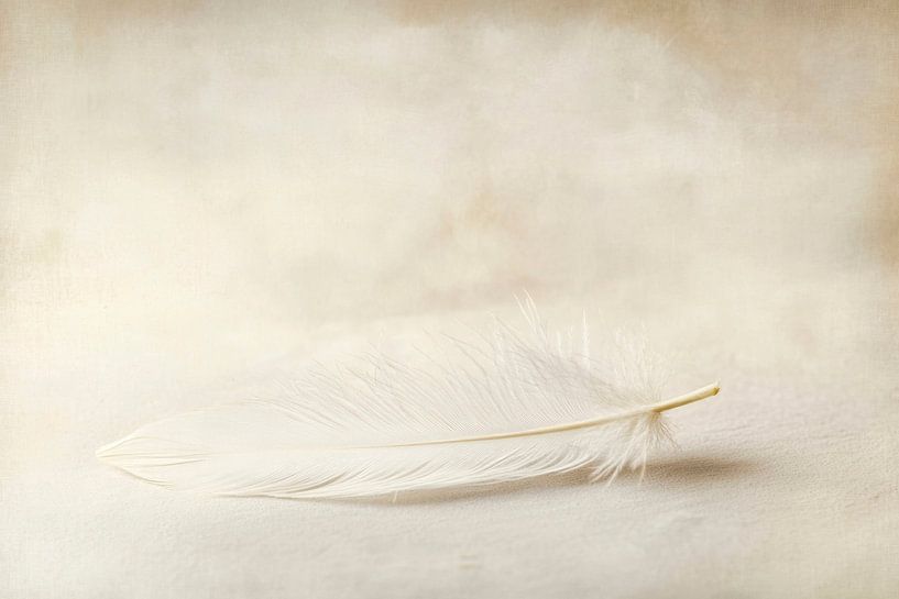 Sanfte Eleganz einer Feder von Poster Art Shop
