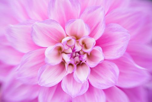 Paars-roze dahlia