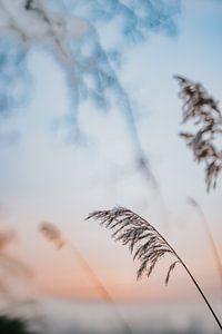 Schilf im Winter Sonnenaufgang von Nickie Fotografie