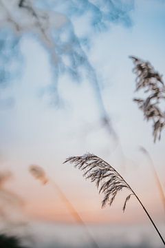 Reeds in winter sunrise by Nickie Fotografie