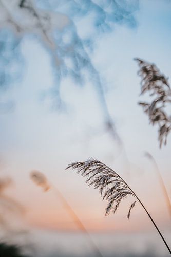 Rietstengels in winters zonsopkomst van Nickie Fotografie