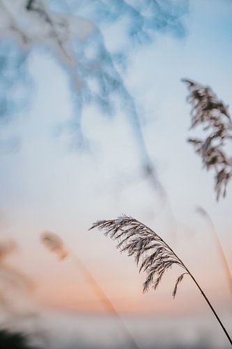 Rietstengels in winters zonsopkomst