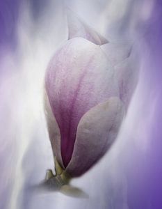 Magnolia bloesem