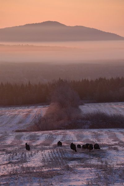 A mist on an autumn morning by Claude Laprise