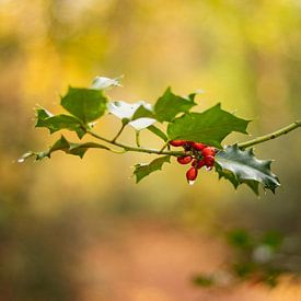 Stechpalme in Herbstfarben! von Arnold Loorbach Photography
