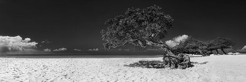 Boom op het strand op het eiland Aruba in zwart-wit.
