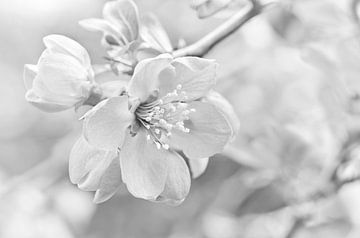 Frühlingsblüte von Violetta Honkisz